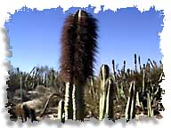 Old Man Cactus at Playa de Oro